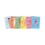 Puzzle magnetic corpul uman (68 piese) - imagine 5
